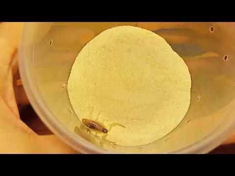 Видео: Как пересаживать сильно ядовитых скорпионов