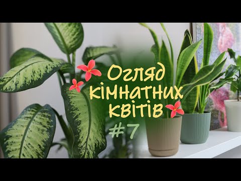 Видео: Огляд Кімнатних Рослин | Кімнатні Рослини - моя колекція лютий 2025 | частина 7