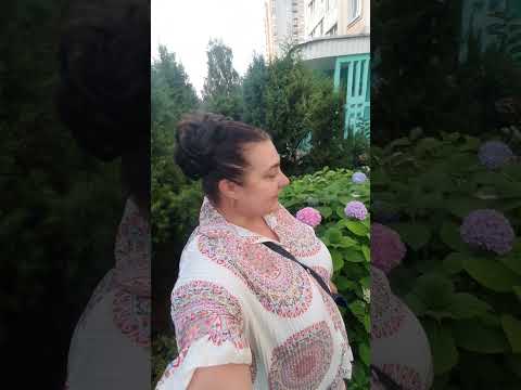 Видео: Цветущая хамелеон Гортензия осенней порой сентября. Цветы осени.
