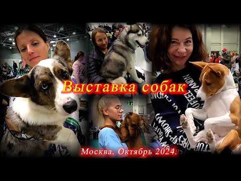 Видео: Улыбательный обзор выставки собак всех пород. Крокус Сити. Москва. Октябрь 2024.