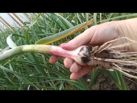 Видео: ПІДКОРМКА В ЧЕРВНІ - ЩЕДРИЙ УРОЖАЙ ЧАСНИКА  ТА ЦИБУЛІ