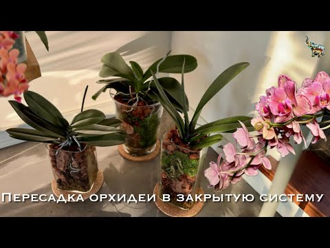 Видео: Пересадка взрослой орхидеи закрытая система #phal #orchidplantingideas #orchidflower