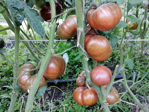 Видео: Томаты Гномы в открытом грунте