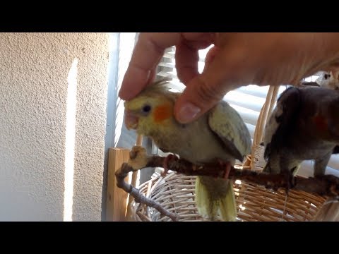 Видео: 10-5 Ручные кореллы птенцы 1,5 месяца. Общение с попугаями. Попугаи птенцы летают