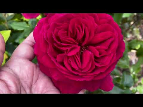 Видео: Гранд Тур, Первый сбор роз, Кордес, Тантау, Мейян, Дэвид Остин