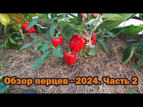 Видео: Обзор перцев - 2024. Часть 2