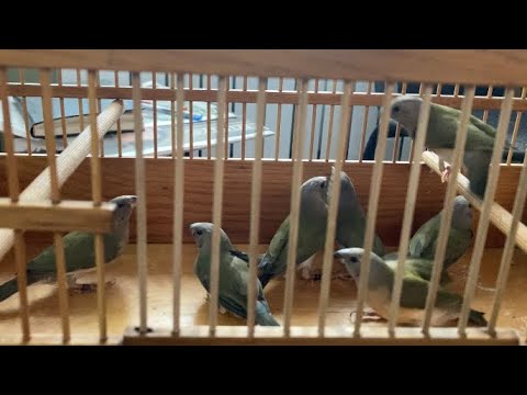 Видео: Забрали молодняк ,Амадины Гульда.