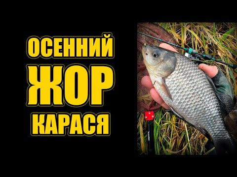 Видео: МОРМЫШИНГ.  ЖОР КАРАСЯ В ОКТЯБРЕ