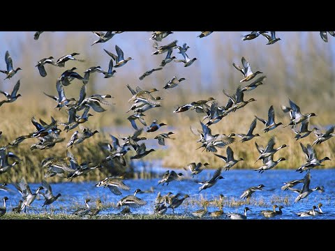 Видео: САМАЯ ЛУЧШАЯ ОХОТА НА УТКУ. Нашли очень много много утки. Вертикалка ТОЗ - 34 бьёт отлично!