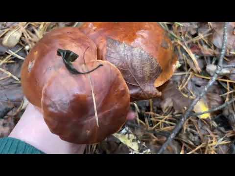 Видео: Грибы🍄‍🟫один за одним,заманивают,так далеко я ещё не заходила! На кухне работы хватает!