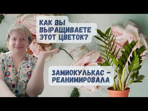 Видео: УСПЕШНАЯ РЕАНИМАЦИЯ ЗАМИОКУЛЬКАСА | Замиокулькас к чему приводит частый полив Реанимация