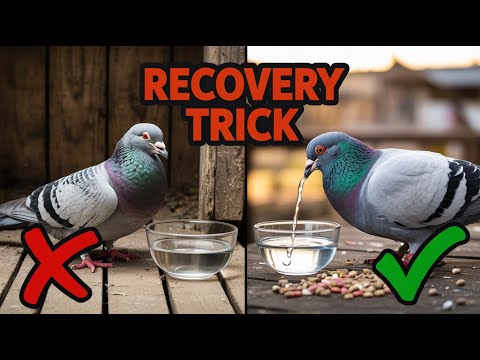 Видео: Почему ваши голуби устают после каждой гонки (и секрет восстановления, которым никто не делится)
