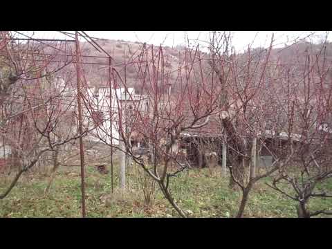 Видео: Осенняя обрезка персика - 100% без урожая. И о других глупостях.