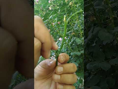 Видео: Штамб атир гул пайванди - 3