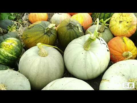 Видео: Что выросло из семян Универсального китайского подвоя.