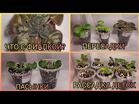 Видео: Больная фиалка. Отделяю пасынки. Пересадка фиалок. Рассадка деток.