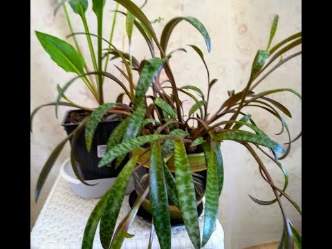 Видео: Дримиопсис и Ледебурия - комнатные растения.