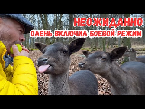 Видео: ШОК! Чуть не забодали олени! Но Никто Не Ожидал Такого Поворота!