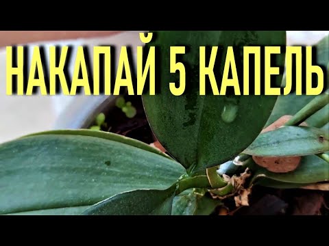 Видео: НАКАПАЙ 5  КАПЕЛЬ - ЭКСТЕМАЛЬНЫЙ МЕТОД ВОССТАНОВЛЕНИЯ ОРХИДЕЙ ТОЛСТЯНКА - ЖИВОЕ ДЕРЕВО ДЛЯ  ОРХИДЕЙ!