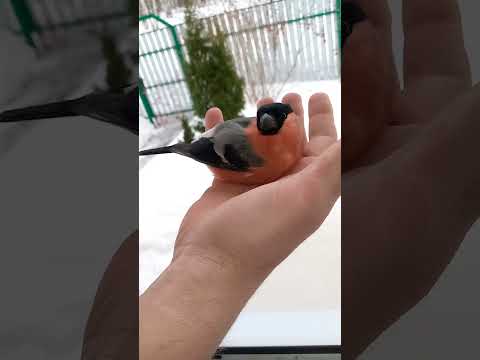 Видео: Отпускаем снегиря