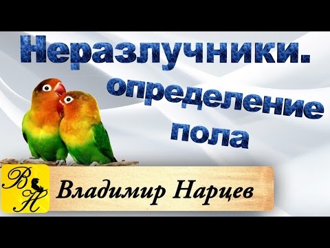 Видео: Неразлучники. Определение пола. Содержание, разведение.