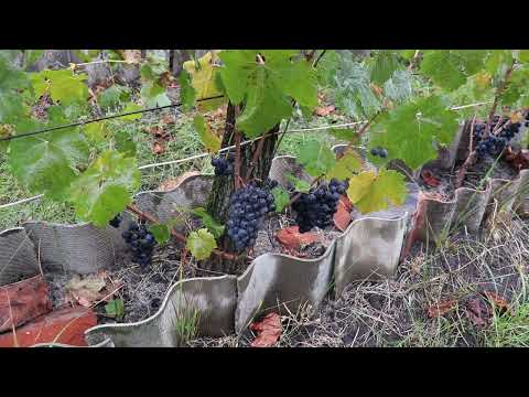 Видео: Темпранильо первый урожай!!!