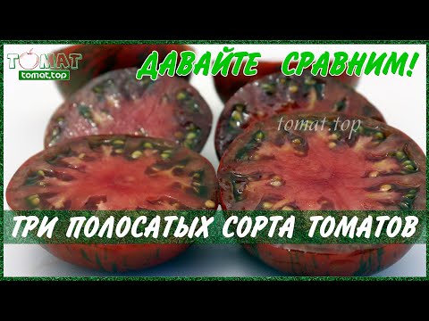 Видео: Сорта томатов с полосатыми помидорами. Полосатый шоколад. Амурский тигр.Шоколадная зебра.Сравниваем