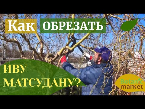 Видео: Ива Матсудана извилистая, обрезка и формирование кроны | Как обрезать плакучие деревья?
