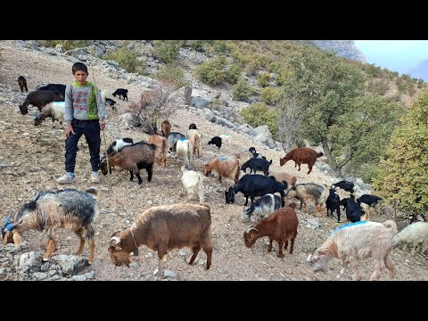Видео: Кочевая жизнь в Иране. Выпас овец 🐑 и сбор хурмы 🍊 в горах.