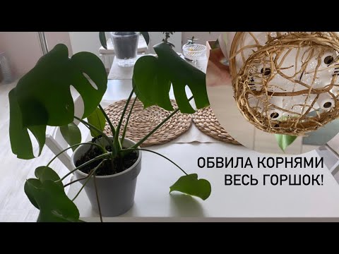 Видео: Пересадка молодой монстеры, укоренение воздушных корней. Ее корни вылезли из горшка!