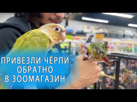 Видео: КАК ВЫБРАТЬ ДРУГА ИЛИ ПОДРУГУ ДЛЯ ВАШЕГО ПОПУГАЯ | ХОЧУ КУПИТЬ ЕЩЕ ОДНОГО ПОПУГАЯ