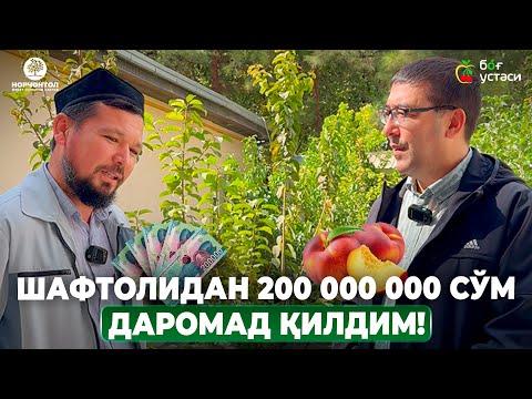Видео: ҚАШҚАДАРЁ ИҚЛИМИДА ШАФТОЛИДАН МИЛЛИОНЛАР ИШЛАНГ! | ШУҲРАТ АБРОРОВ #shuhratabrorov #shaftoli #million