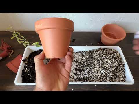 Видео: Посадка каудекса. Фокея. Как пересадить какдексное растение #каудекс #фокея
