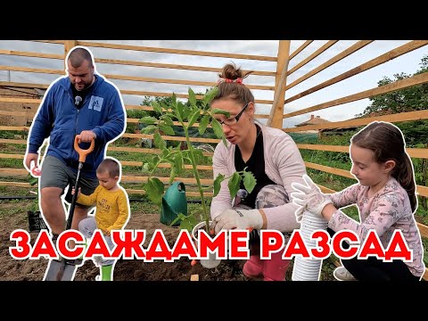Видео: Засаждаме разсад | ЖИВОТ НА СЕЛО