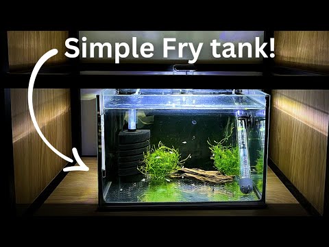 Видео: Секреты выращивания здоровых мальков! Быстрый и простой аквариум для мальков!