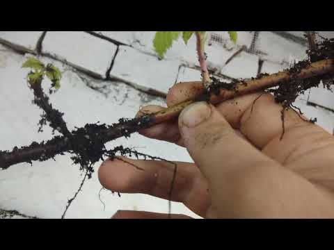 Видео: Опыты с черенками ежевики