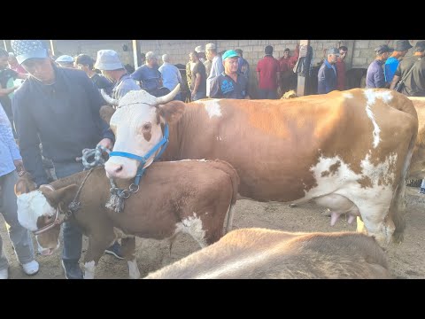 Видео: НАРХИ МОЛ АРЗОН ШИД ДАР МОЛБОЗОРИ ХОЧИШАРИФ НАВОЗ ТОЗА 29 АВГУСТА 2025