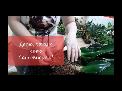 Видео: Деление куста Сансевиерии Даймонд Флейм. Зачистка точки роста.