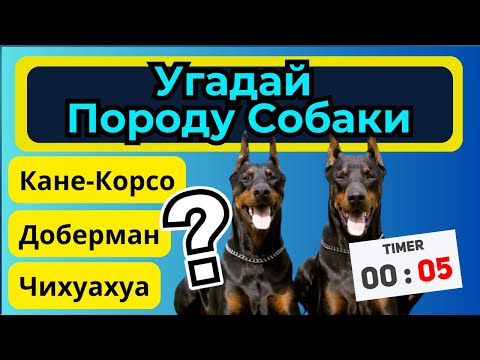 Видео: Сможешь ответить на все 40 вопросов? Викторина Угадай Породу Собаки