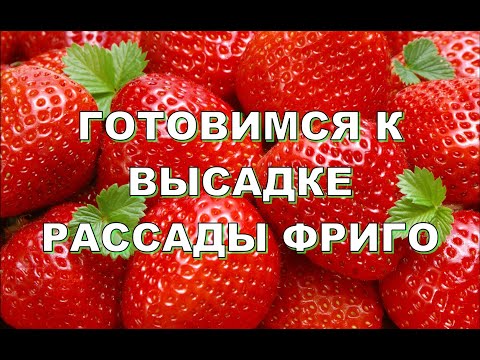 Видео: ГОТОВИМСЯ К ВЫСАДКЕ РАССАДЫ ФРИГО