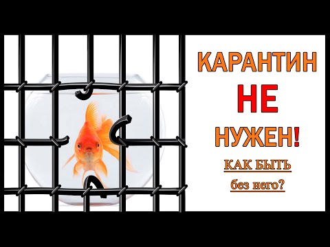 Видео: Нужен ли карантин для новой аквариумной рыбки? Или можно запускать без карантина в главный аквариум?