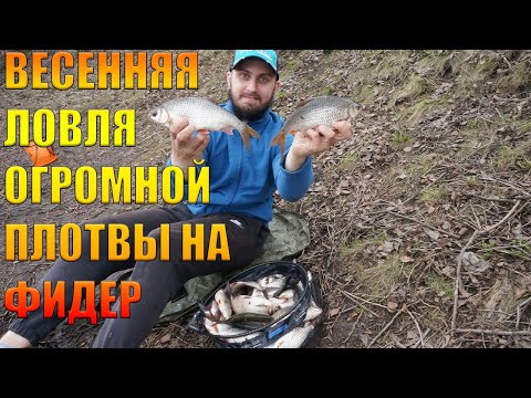 Видео: Весенняя ловля огромной плотвы на фидер. Попал на жор плотвы. Открытие сезона 2022.