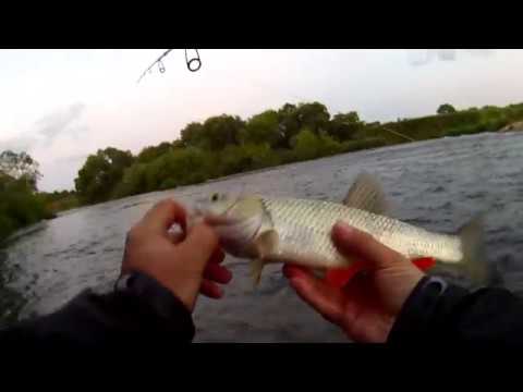 Видео: Голавли и окуни , как правильно ловить на перекате