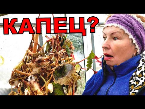 Видео: Включила  Реанимацию после заморозка. Спасаю бегонии