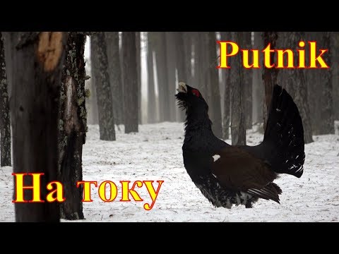 Видео: Весенняя охота на глухаря.