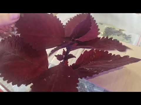 Видео: Колеусов много не бывает 😉❤️Распаковка посылки 💥💐