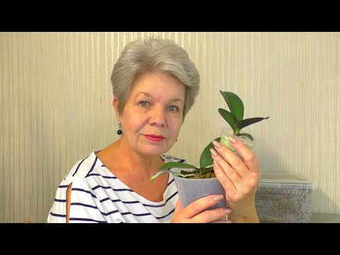 Видео: Пересадка Орхидеи МАЛЫША 1,7 из ПЕРЛИТА в КЕРАМЗИТ, после  РАСКУКЛИВАНИЯ и  НАРАЩИВАНИЯ КОРНЕЙ.