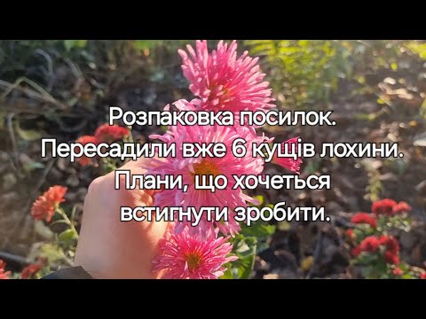 Видео: #32 Розпаковка посилок. Пересадили вже 6 кущів лохини. Плани, що хочеться встигнути зробити.