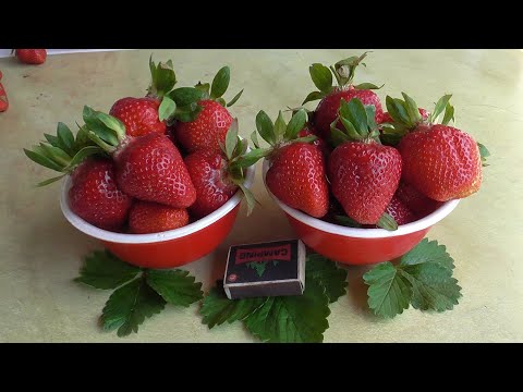 Видео: КЛОДИЯ.  Отличная новинка 23 года. / Коллекция Светланы Татур.