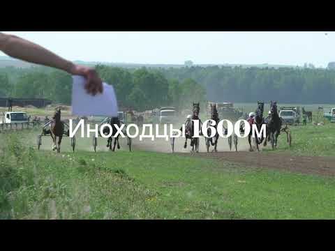 Видео: Иноходцы. 1600м. 10.06.2023 Ипподром Маломолево